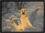 Pies, Retriever, Śnieg