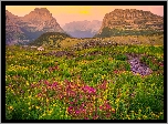 Stany Zjednoczone, Montana, Park Narodowy Glacier, Góry Skaliste, Mount Reynolds, Łąka, Kwiaty