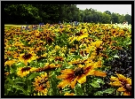 Kwiaty, Rudbekia, Łąka