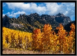 Stany Zjednoczone, Kolorado, Przełęcz, Owl Creek, Góry, San Juan Mountains, Pożółkłe, Drzewa, Topole, Osiki, Jesień