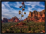 Stany Zjednoczone, Arizona, Sedona, Skały, Roślinność, Drzewo