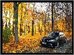 BMW seria 5 F10, Droga, Park, Jesień, Drzewa