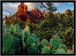 Stany Zjednoczone, Stan Arizona, Hrabstwo Coconino, Sedona, Crimsons Cliff, Skały, Drzewa, Kaktusy