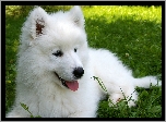 Słodki, Szczeniaczek, Samojed, Łąka