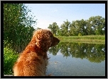 Cocker, Spaniel, Jeziorko