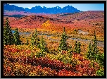 Stany Zjednoczone, Alaska, Park Narodowy Denali, Góry, Jesień, Drzewa, Droga