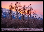 Stany Zjednoczone, Alaska, Haines, Góry, Chilkat Range, Zima, Drzewa, Ptaki