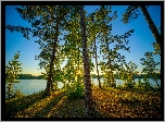 Stany Zjednoczone, Stan Alabama, Obszar rekreacyjny Veasey Creek Recreation Area, Jezioro West Point, Drzewa, Sosny