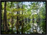 Stany Zjednoczone, Teksas, Jezioro, Caddo Lake, Drzewa, Cyprysy bagienne