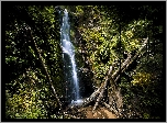 Stany Zjednoczone, Kalifornia, Park stanowy Big Basin Redwoods State Park, Wodospad Berry Creek Falls, Drzewa