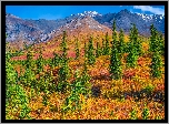 Stany Zjednoczone, Alaska, Park Narodowy Denali, Góry, Jesień, Drzewa