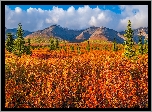 Stany Zjednoczone, Alaska, Park Narodowy Denali, Góry, Drzewa, Jesień, Roślinność