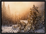 Stany Zjednoczone, Alaska, Ketchikan, Tongass National Forest, Las państwowy, Zima, Świerki, Mgła, Śnieg