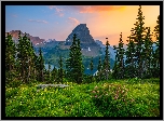 Stany Zjednoczone, Montana, Park Narodowy Glacier, Góry, Drzewa, Łąka, Kwiaty