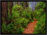 Stany Zjednoczone, Kalifornia, Park Narodowy Redwood, Drzewa, Paprocie, Ścieżka, Rododendrony