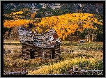 Stany Zjednoczone, Kolorado, Crested Butte, Góry, Jesień, Drzewa, Szopa, Drewniana