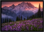 Stany Zjednoczone, Stan Waszyngton, Góry Kaskadowe, Park Narodowy Mount Rainier, Stratowulkan Mount Rainier, Łubin, Góry, Mgła, Zachód słońca