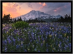 Stratowulkan Mount Rainier, Góry, Park Narodowy Mount Rainier, Łąka, Łubin, Drzewa, Zachód słońca, Chmury, Stan Waszyngton, Stany Zjednoczone