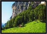 Polana, Wzgórze, Góry, Dom, Drzewa, Dolina Lauterbrunnen, Szwajcaria