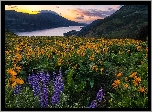 Rezerwat przyrody Columbia River Gorge, Góry Kaskadowe, Rzeka Kolumbia, Żółte, Kwiaty, Balsamorhiza, Fioletowy, Łubin, Łąka, Stan Waszyngton, Stany Zjednoczone