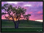 Wzgórza, Drzewo, Pola, Kolorowe, Niebo, Chmury, Region Palouse, Stan Waszyngton, Stany Zjednoczone
