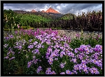 Stany Zjednoczone, Kolorado, Telluride, Góry, Jezioro, Woods Lake, Kwiaty, Astry, Drzewa