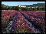 Pole, Lawendy, Wzgórza, Zamek Grignan, Château de Grignan, Prowansja, Francja