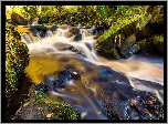 Anglia, Hrabstwo Yorkshire, Las Valley Of Desolation, Rzeka, Omszałe, Kamienie, Rośliny