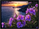 Morze, Zachód Słońca, Kwiaty, Fioletowe