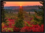 Stany Zjednoczone, Stan Wirginia Zachodnia, Dolly Sods Wilderness, Zachód słońca, Jesień, Drzewa, Roślinność, Kolorowa