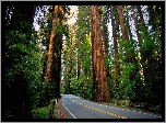 Stany Zjednoczone, Kalifornia, Las, Droga, Park Narodowy Redwood