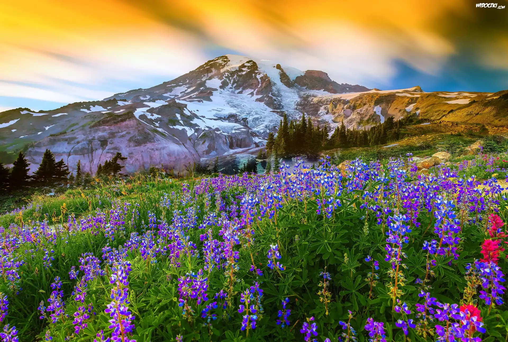 mountain wildflowers wallpaper